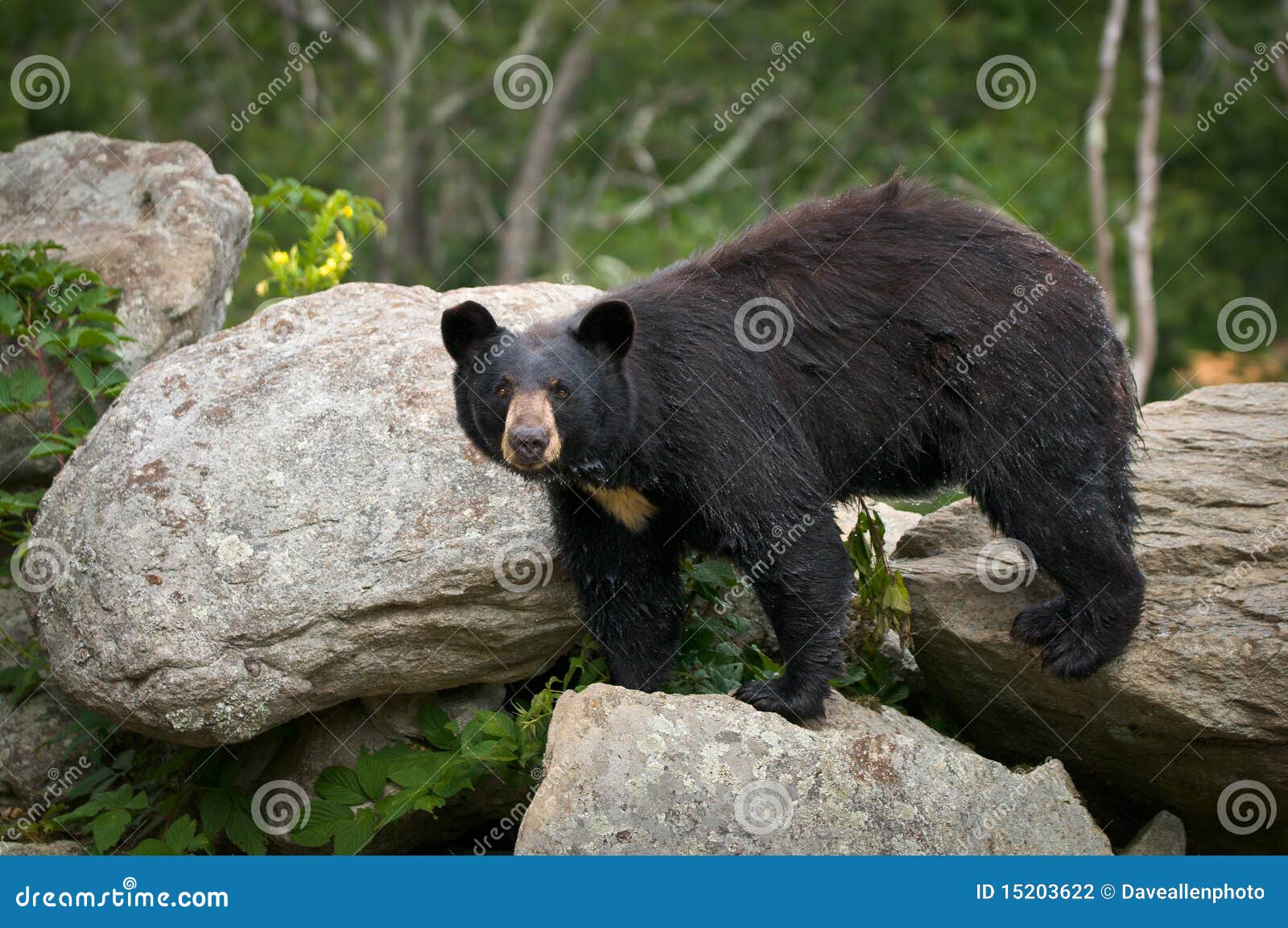 black bear animal outdoor wildlife