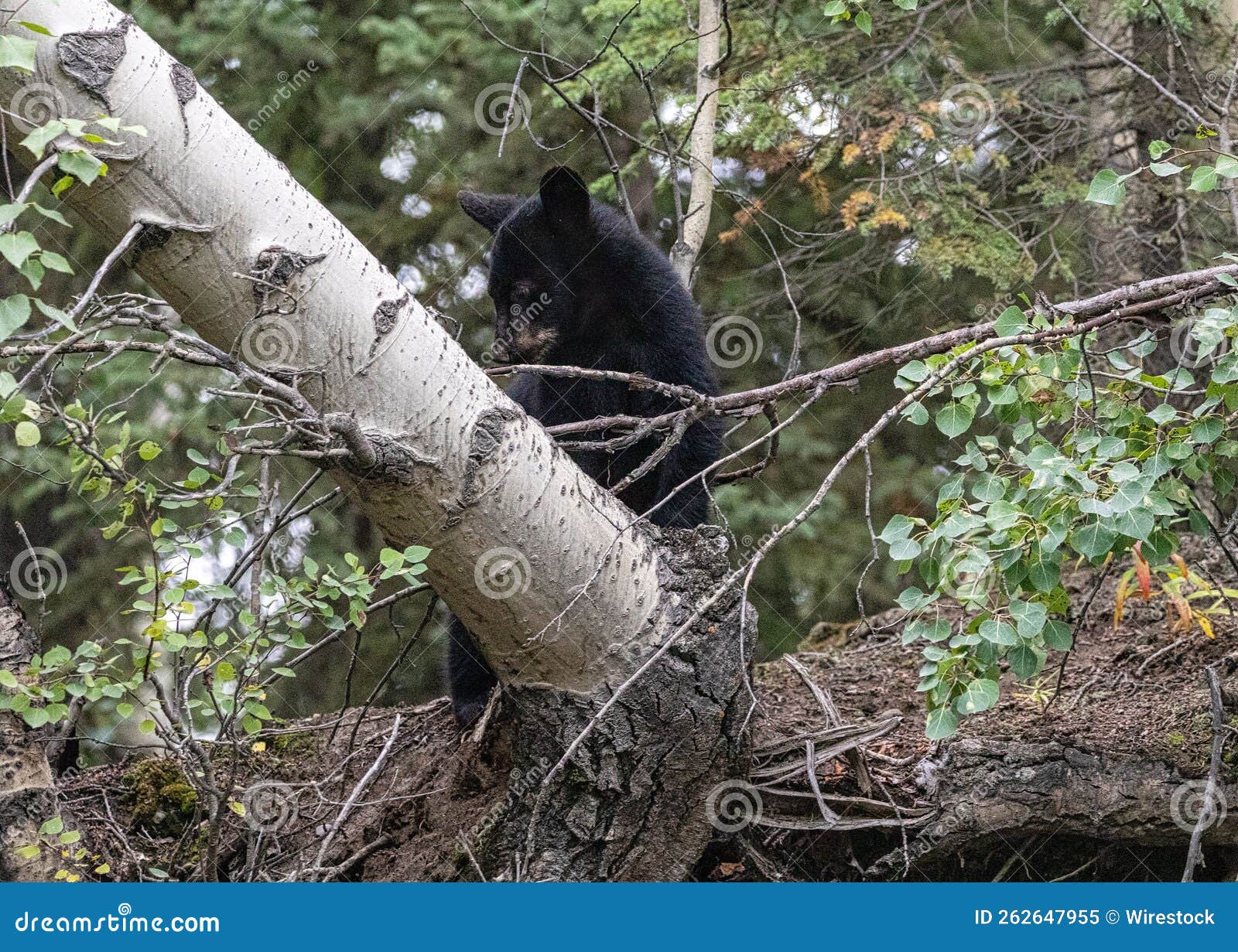 Black Bear Cub in Cooper Landing, Alaska Stock Image Image of branch