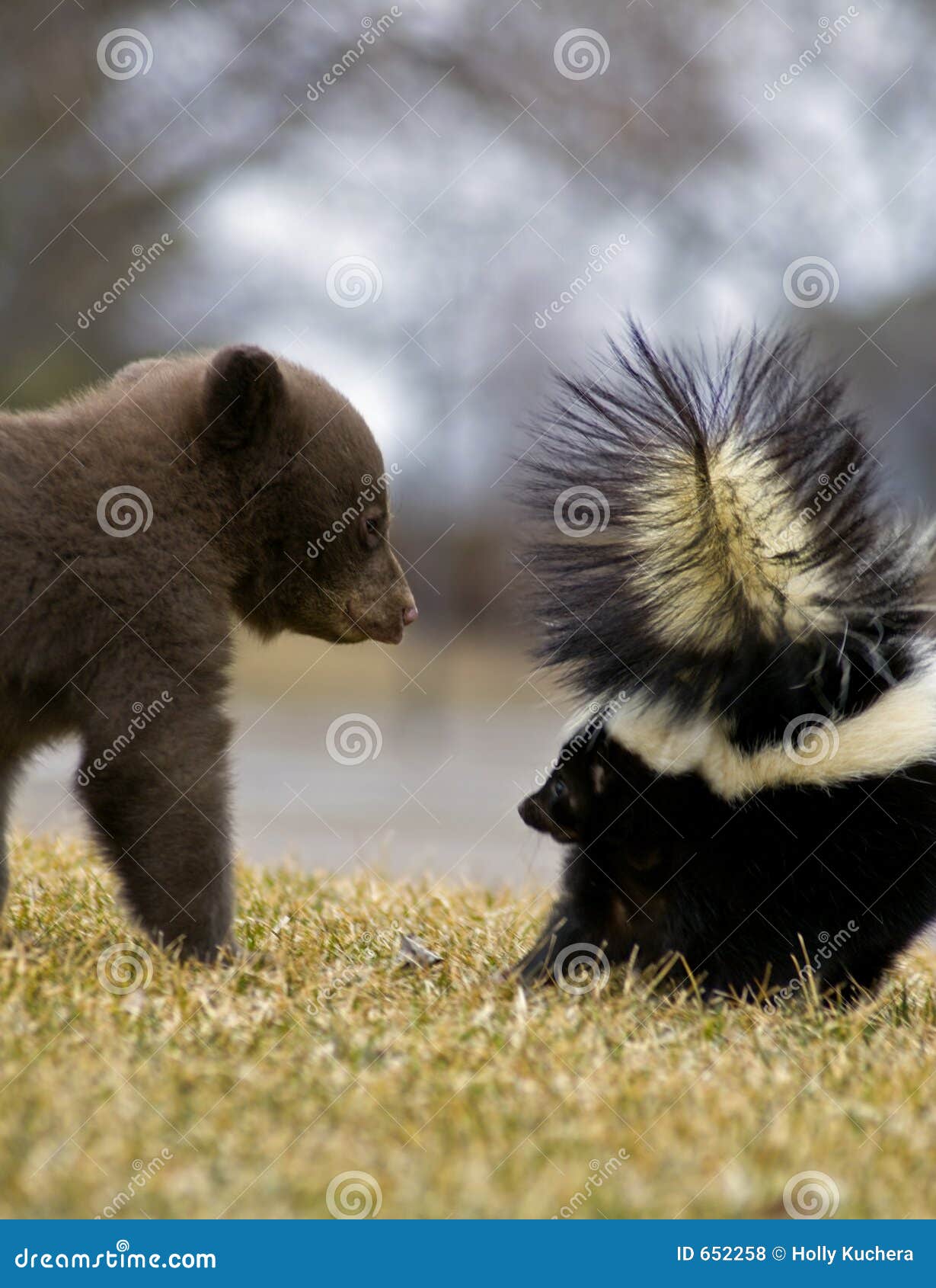 black bear cub and striped skunk - motion blur
