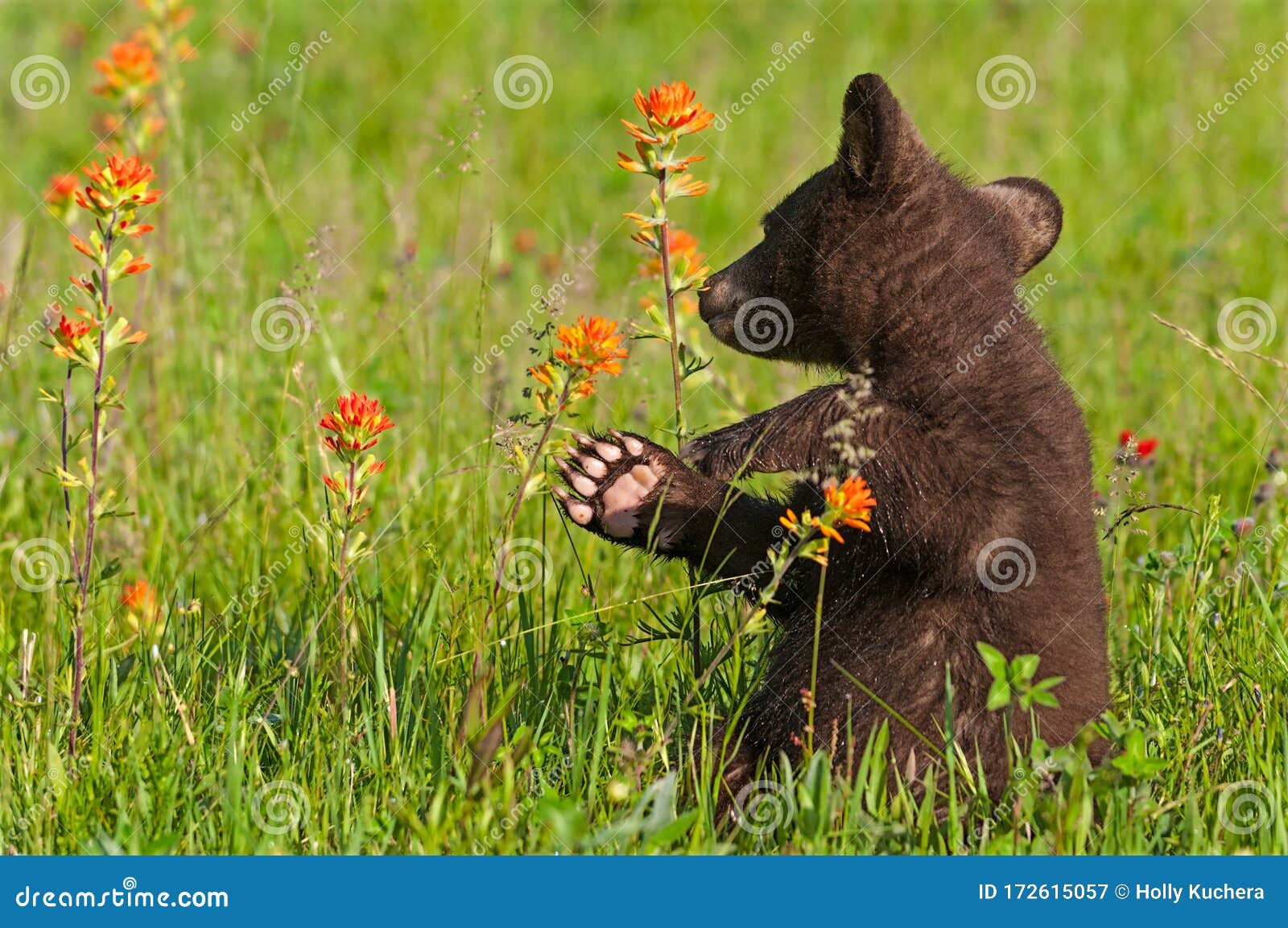 black bear cub ursus americanus turns back to sniff prairie fire flower summer