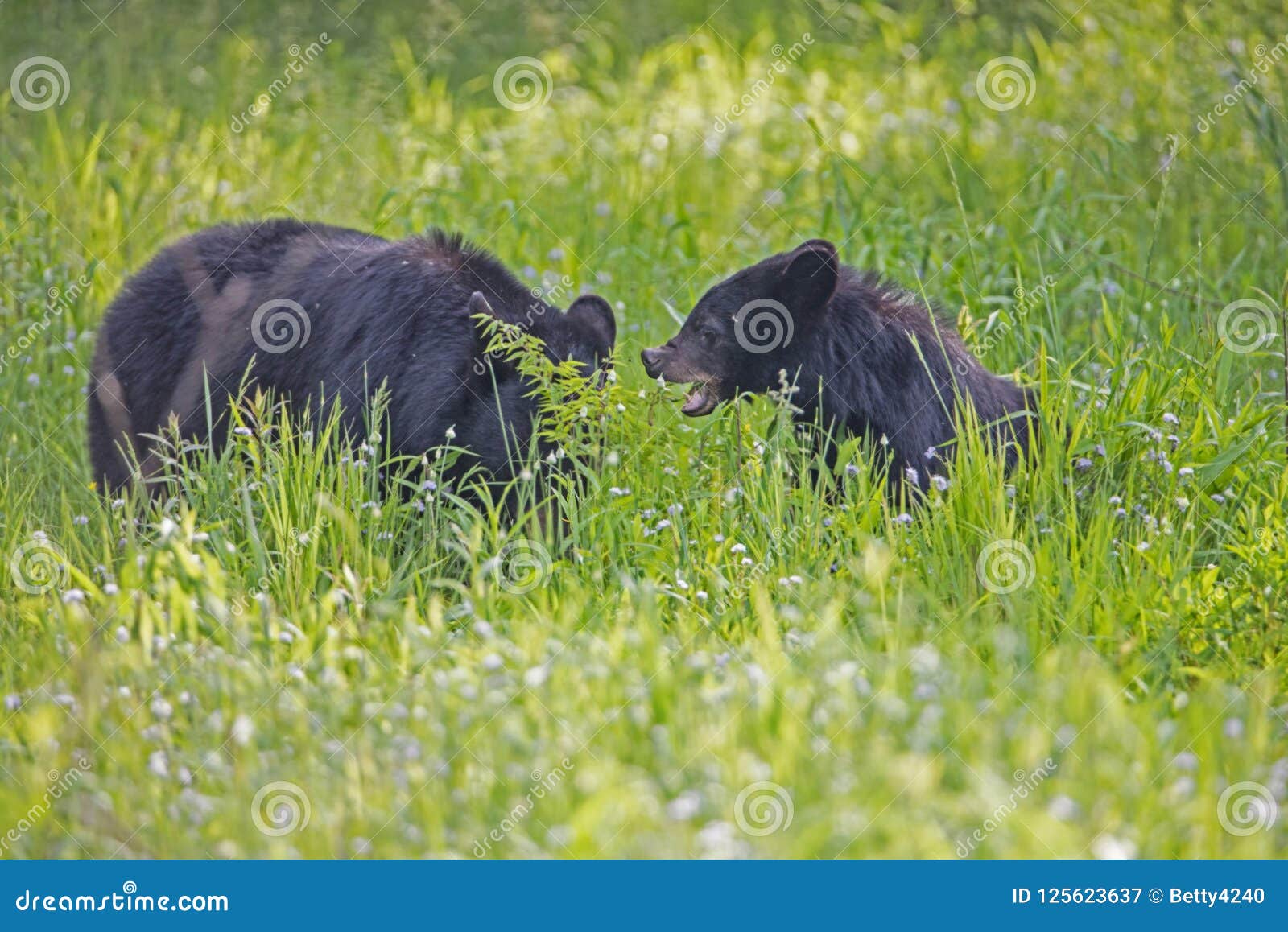 Black Bear Eating Green Grass in a Field of Greenery. Stock Image