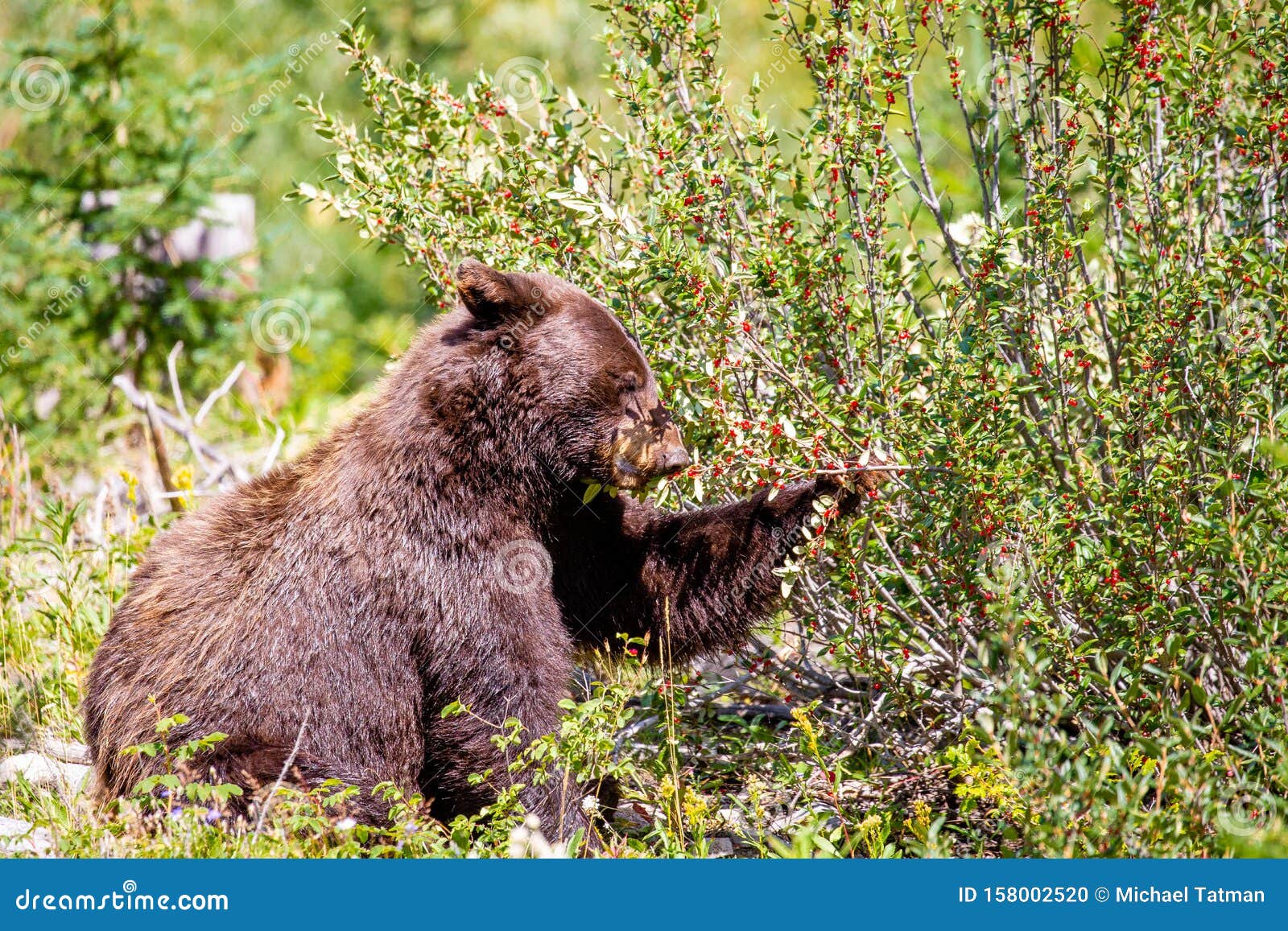 Black Bear Eating Wild Berries in the Forest Stock Photo Image of