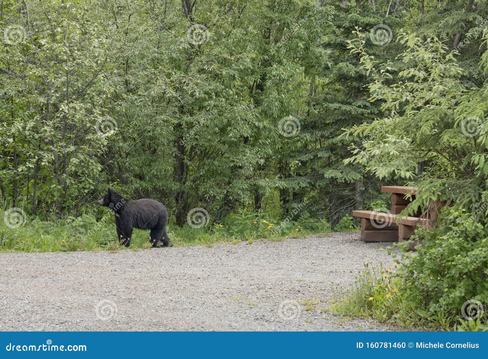 Black Bear in an Empty Campsite in Summer Stock Photo Image of columbia, green 160781460