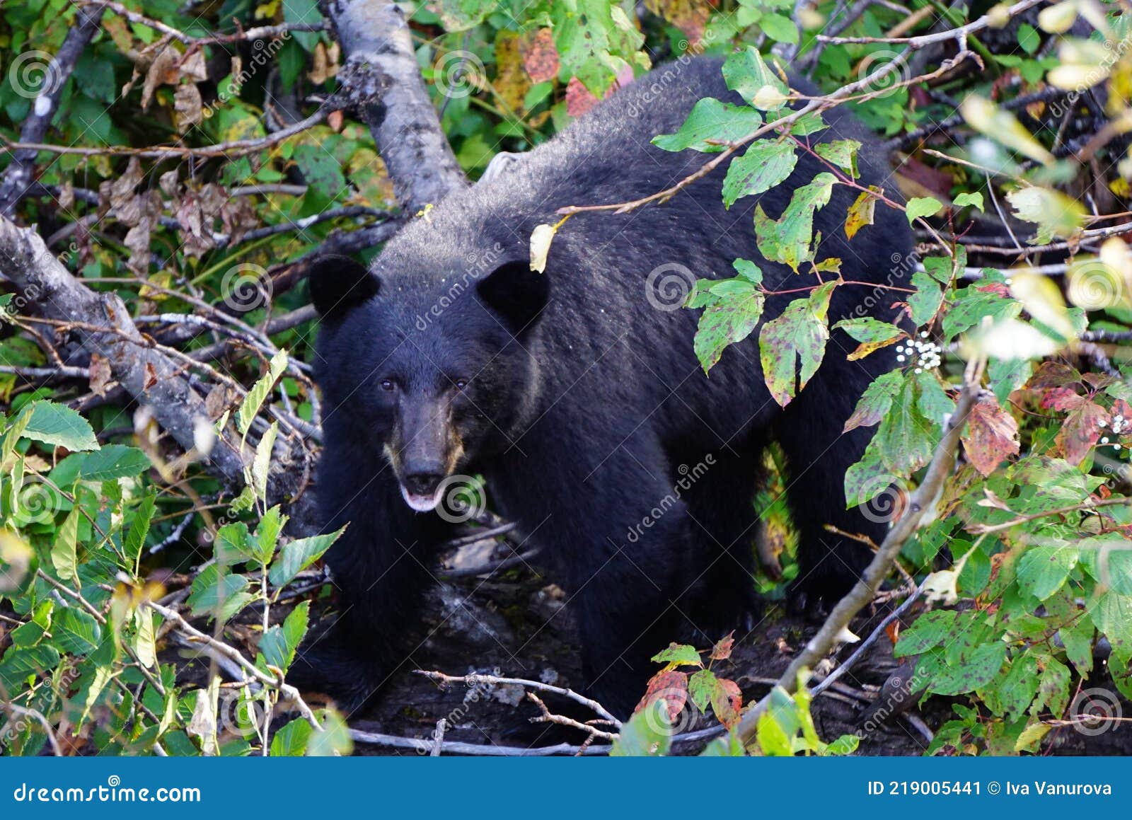 Black Bear in North America Stock Image Image of female, wilderness