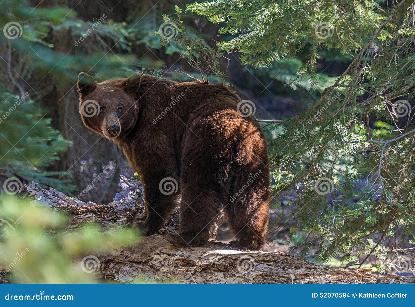 black bear in sequoia national park