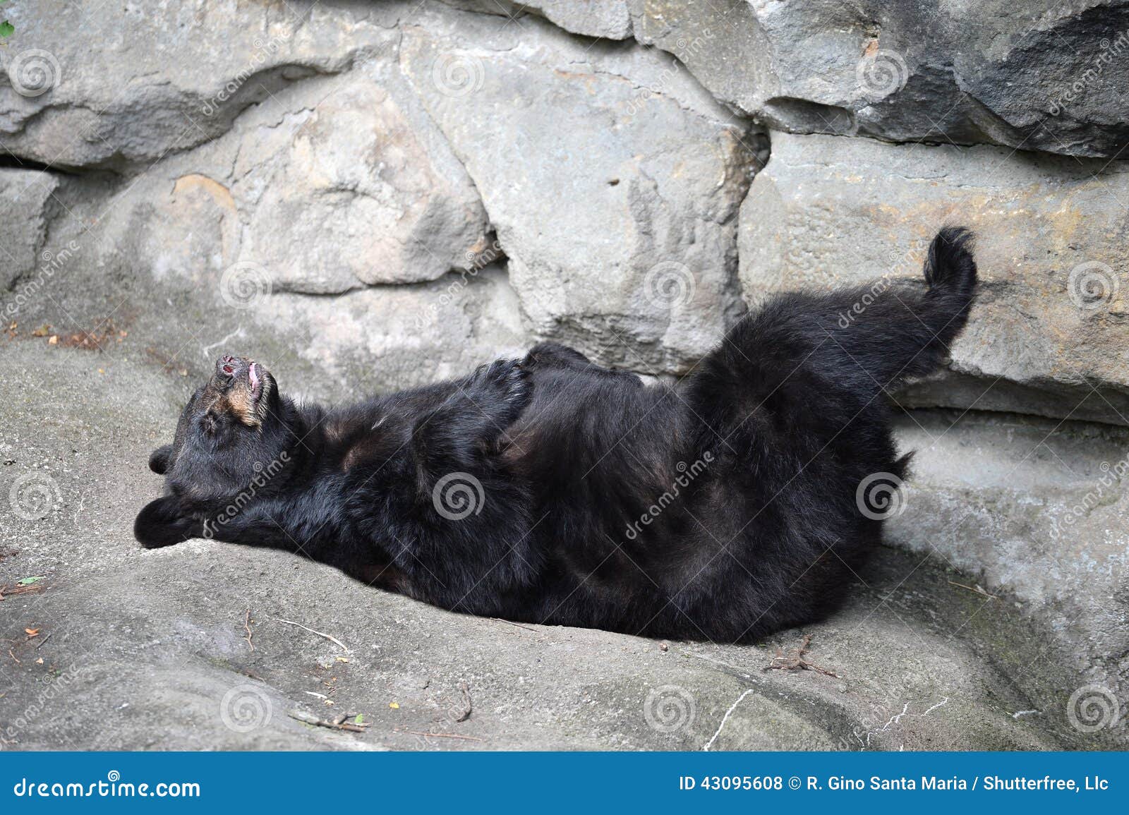 Black Bear Sleeping stock photo. Image of black, bear 43095608