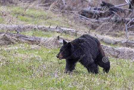 Black Bear in Springtime in Yellowstone National Park Stock Image ...
