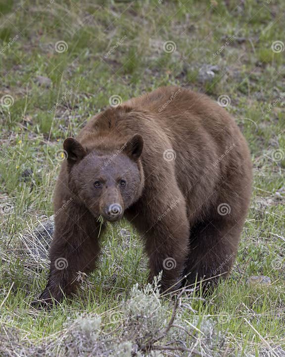 Black Bear in Springtime in Yellowstone National Park Wyoming Stock ...