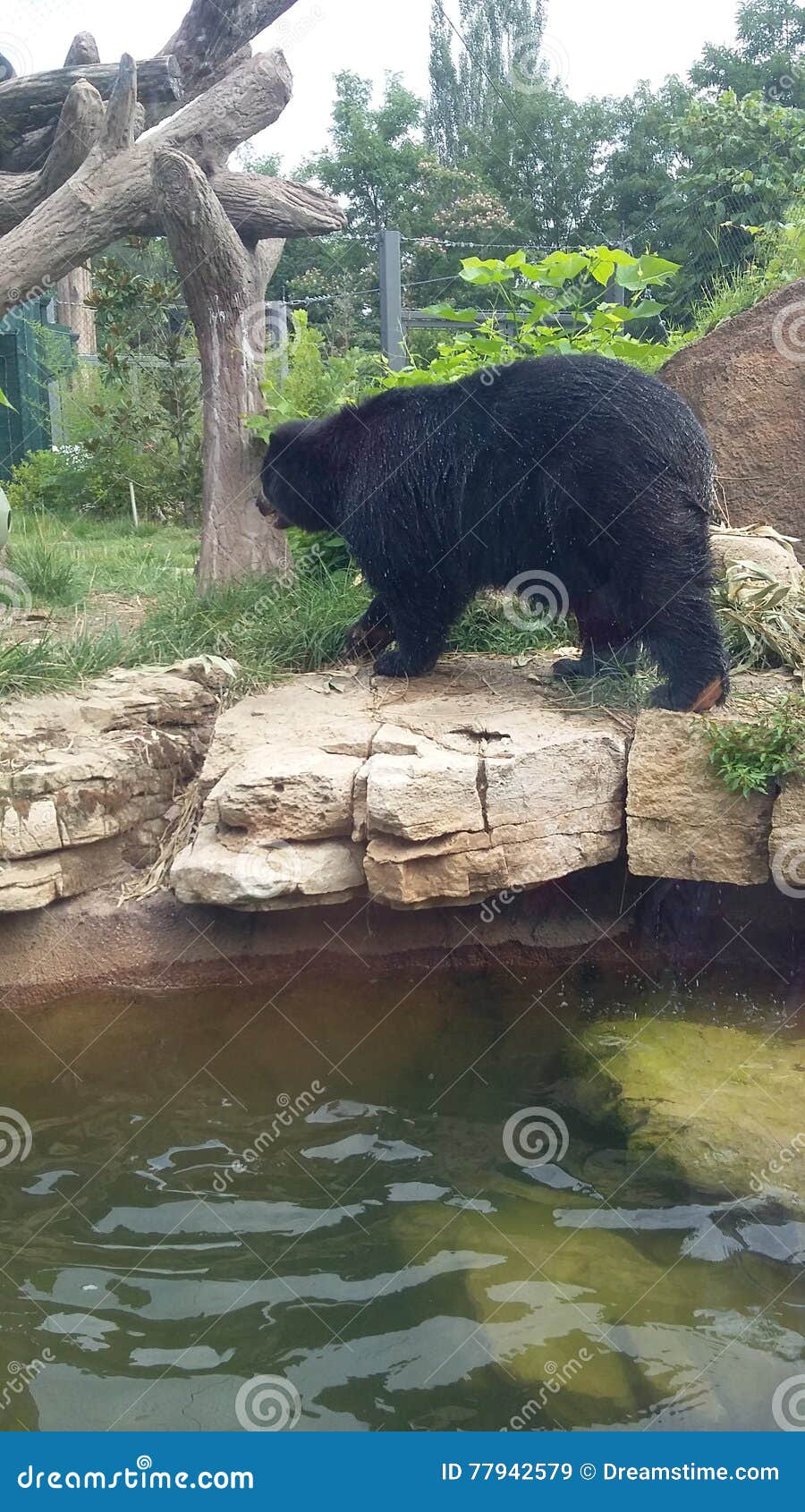 Black Bear at the St. Louis Zoo Stock Image - Image of black, bear