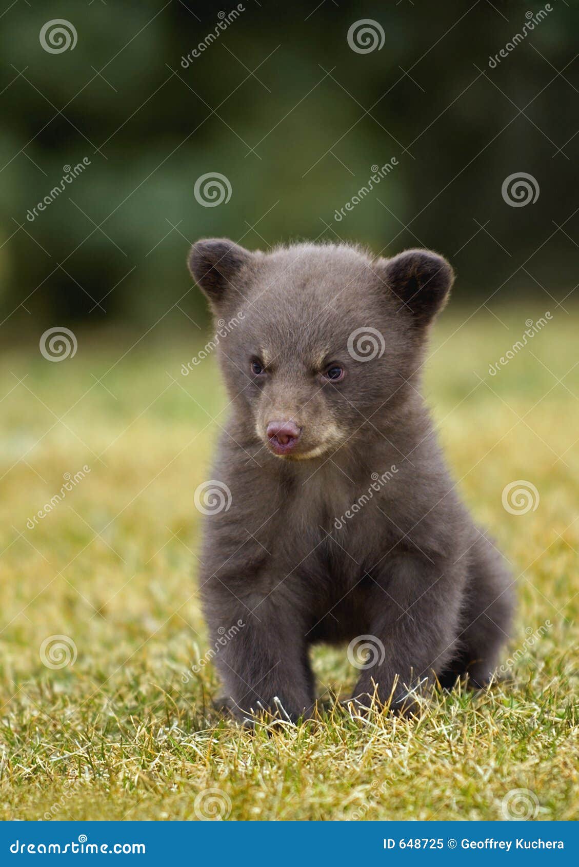 black bear (ursus americanus) cub