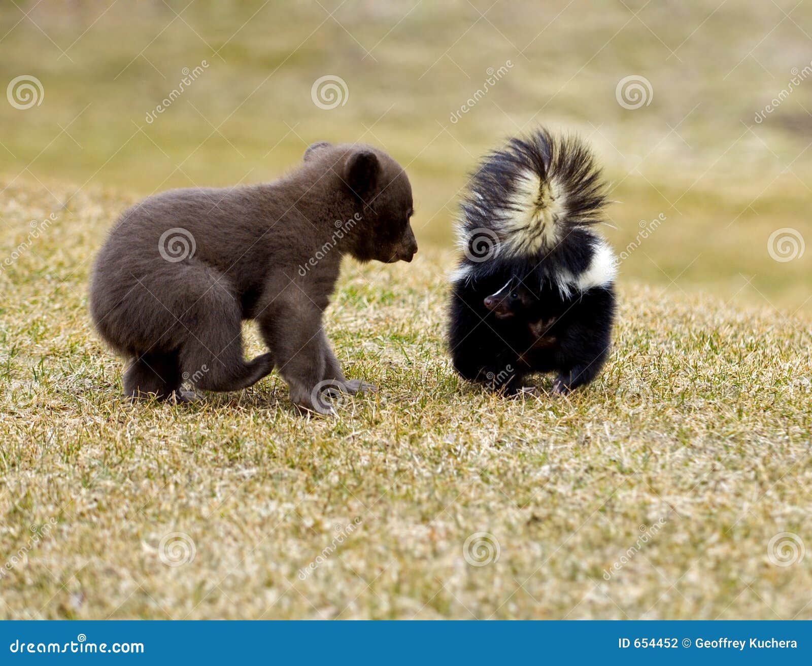 black bear (ursus americanus) meets striped skunk - motion blur