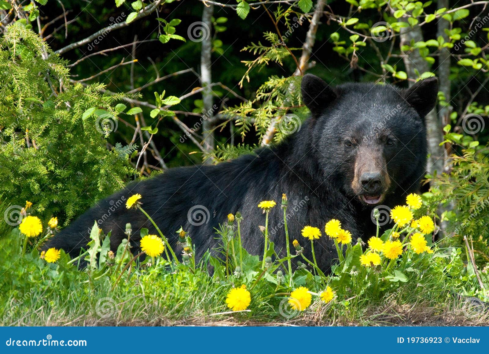 black bear in wilderness