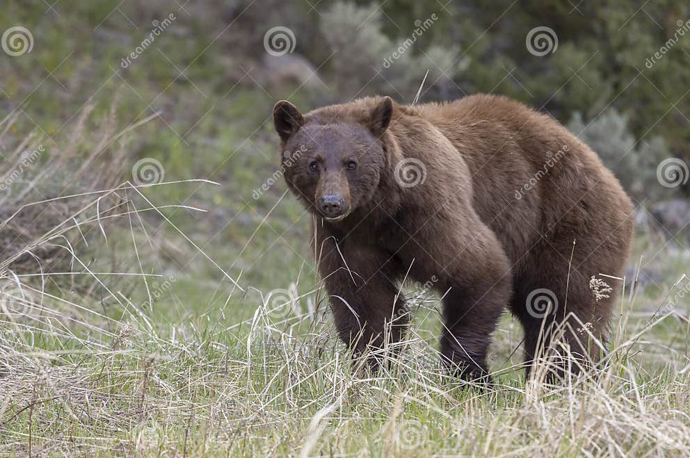 Black Bear in Yellowstone National Park in Spring Stock Image - Image ...