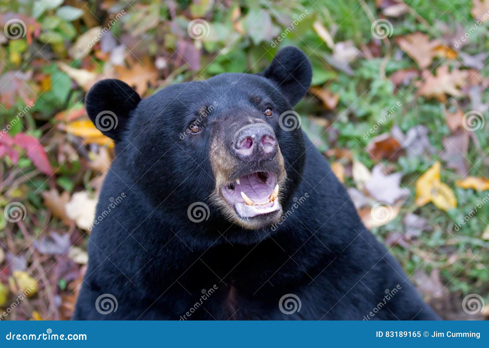Black Bear Up Close with Mouth Open Stock Image Image of fall, brown 83189165