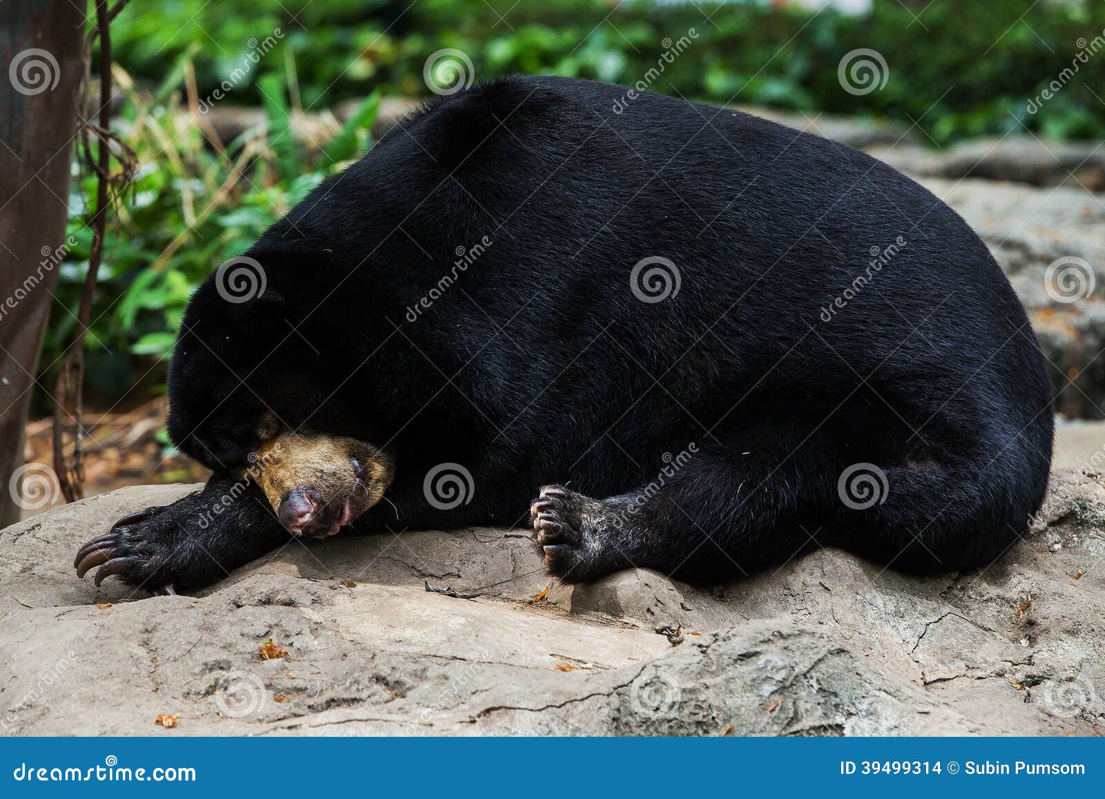 Black bears sleep stock photo. Image of looking, animals 39499314