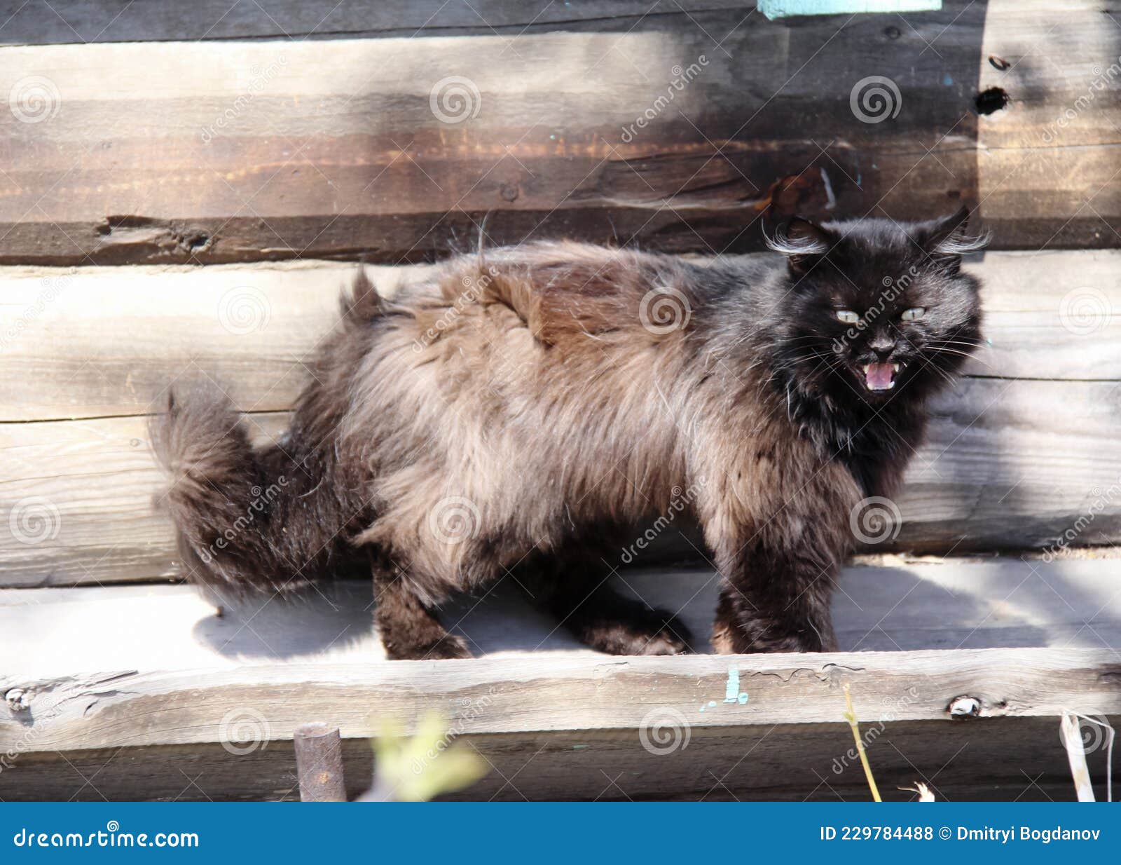 Cat. Furry pets stock photo. Image of blue, friend, meow 229784488
