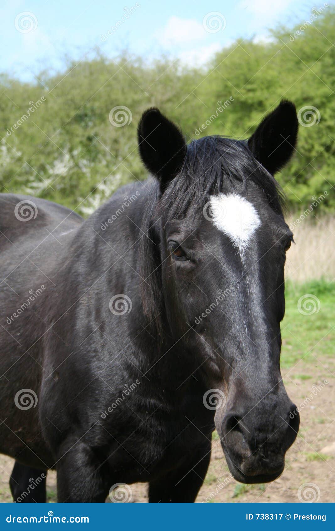 'black beauty'.