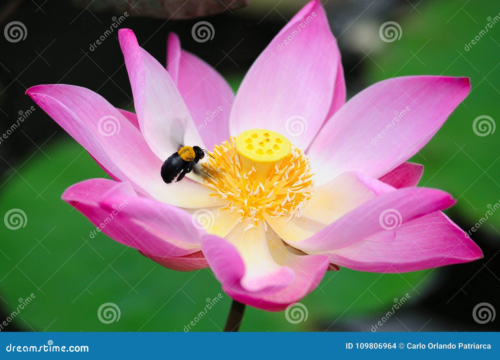 Bee Collecting Nectar From A Lotus Flower Stock Photo Image Of