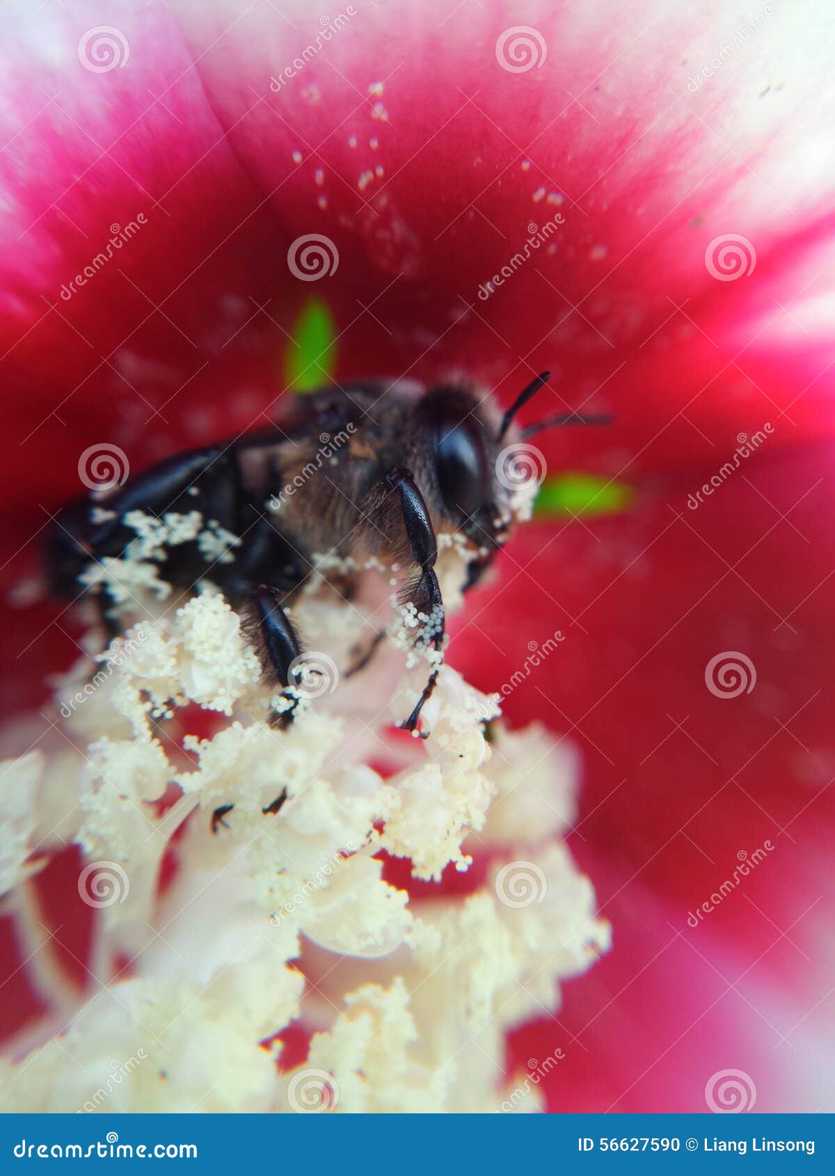 Black bee and pollen stock photo. Image of black, microspur 56627590