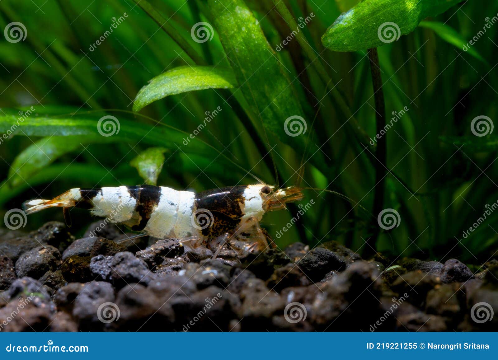 Black Bee Shrimp