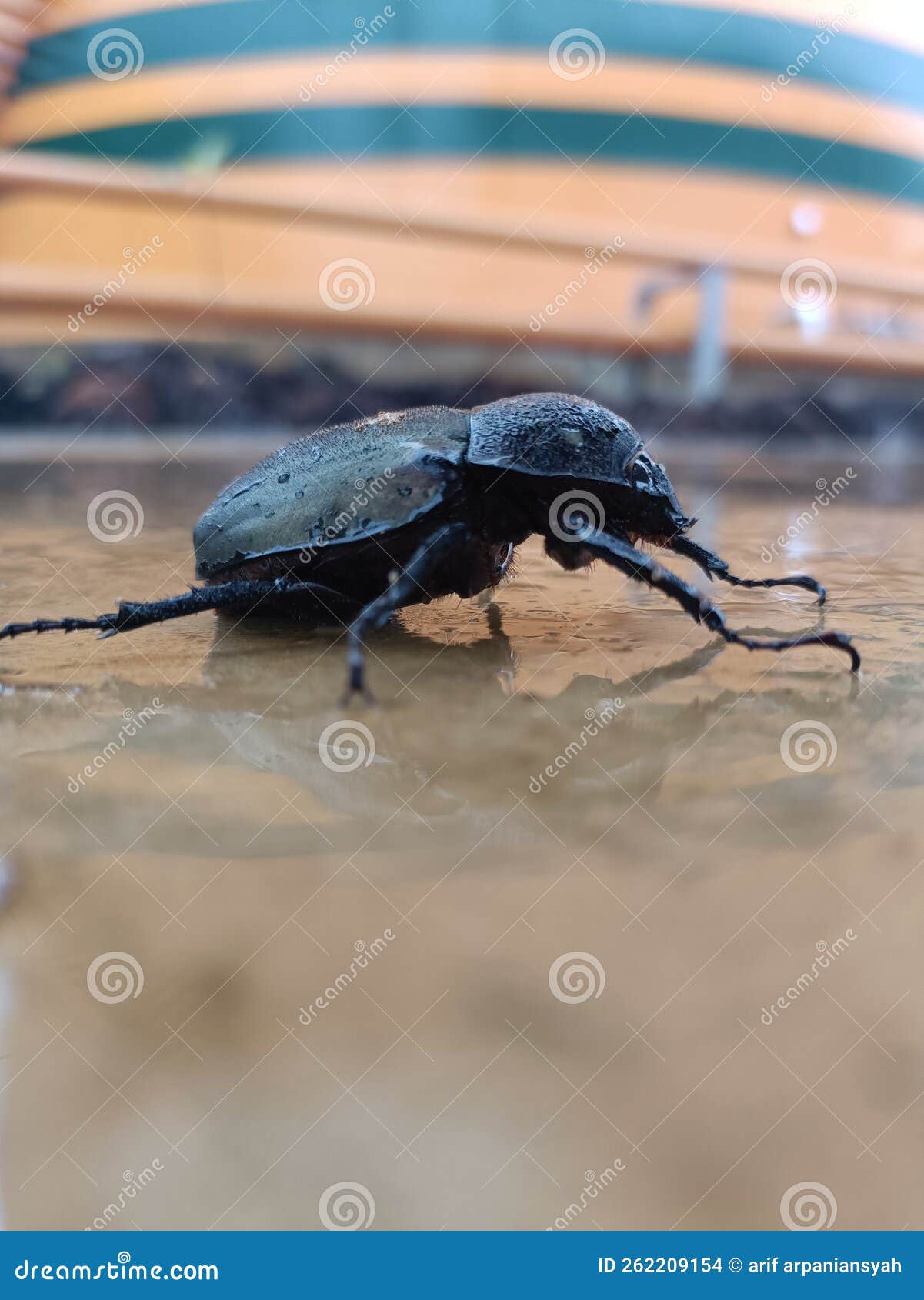 The Black Beetle that is on the Cement and the Beetle Has a Bit of Self