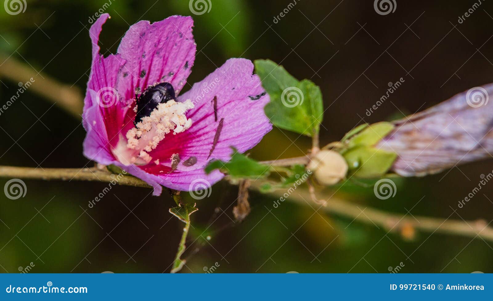 Black Beetle Inside a Pink Rose of Sharon Stock Photo Image of summer
