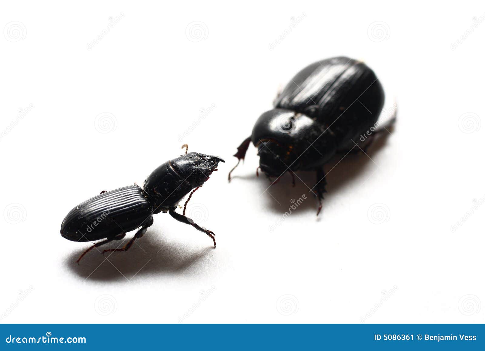 Black Beetles stock image. Image of pest, fighting, insect - 5086361