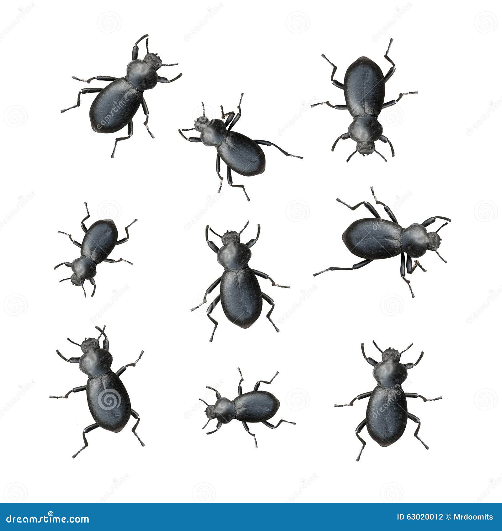 Black Beetles Royalty-Free Stock Photography | CartoonDealer.com #5086361