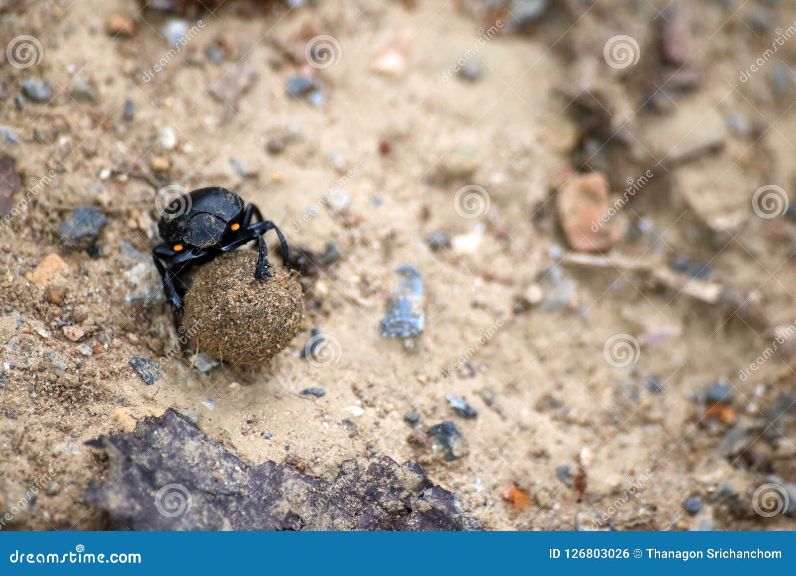 Black Beetles Rolling A Ball Of Soil In The Garden Stock Photo