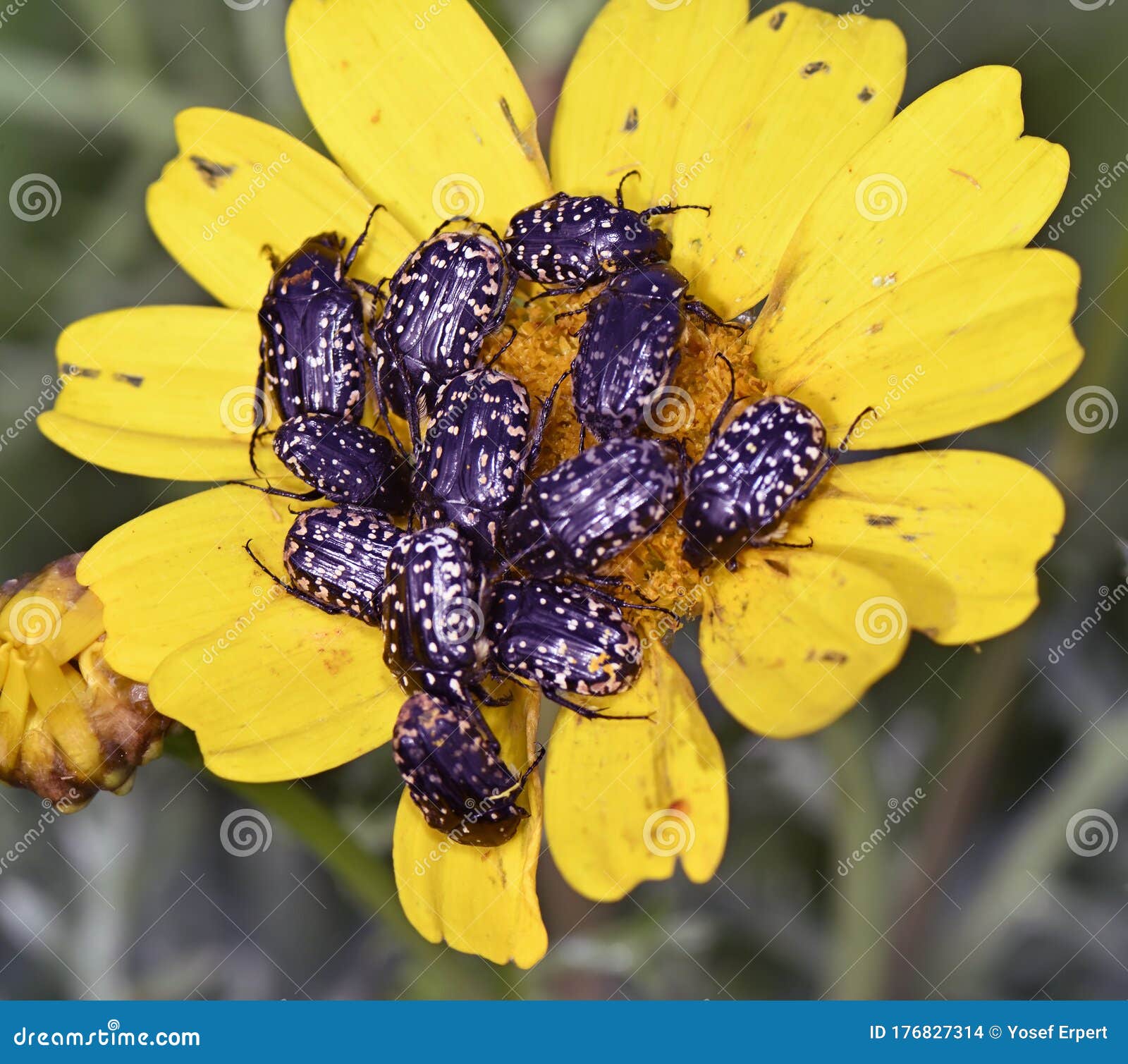 Black Beetles with White Spots Stock Photo Image of black, insect
