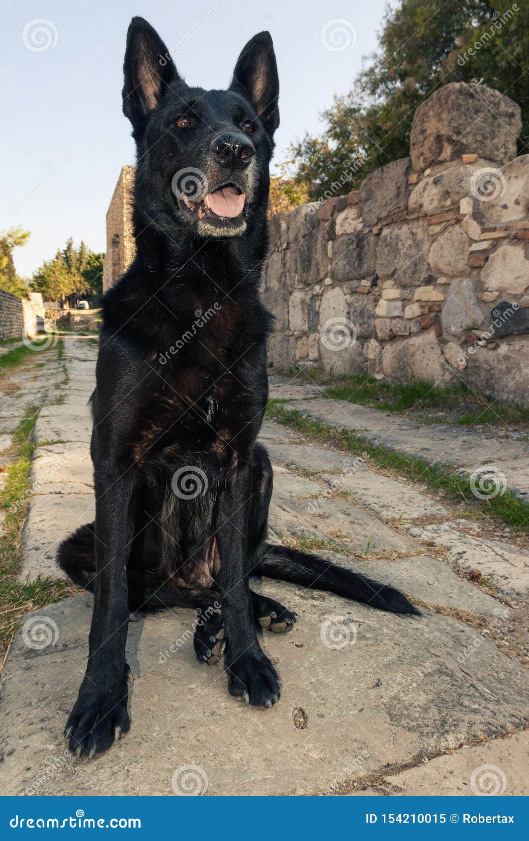 black belgian malinois dog sitting on paving stone of an ancient greek alley