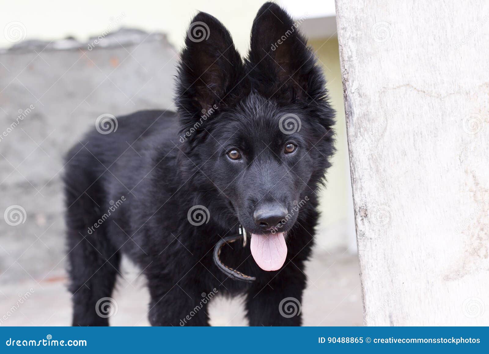 black belgian shepherd