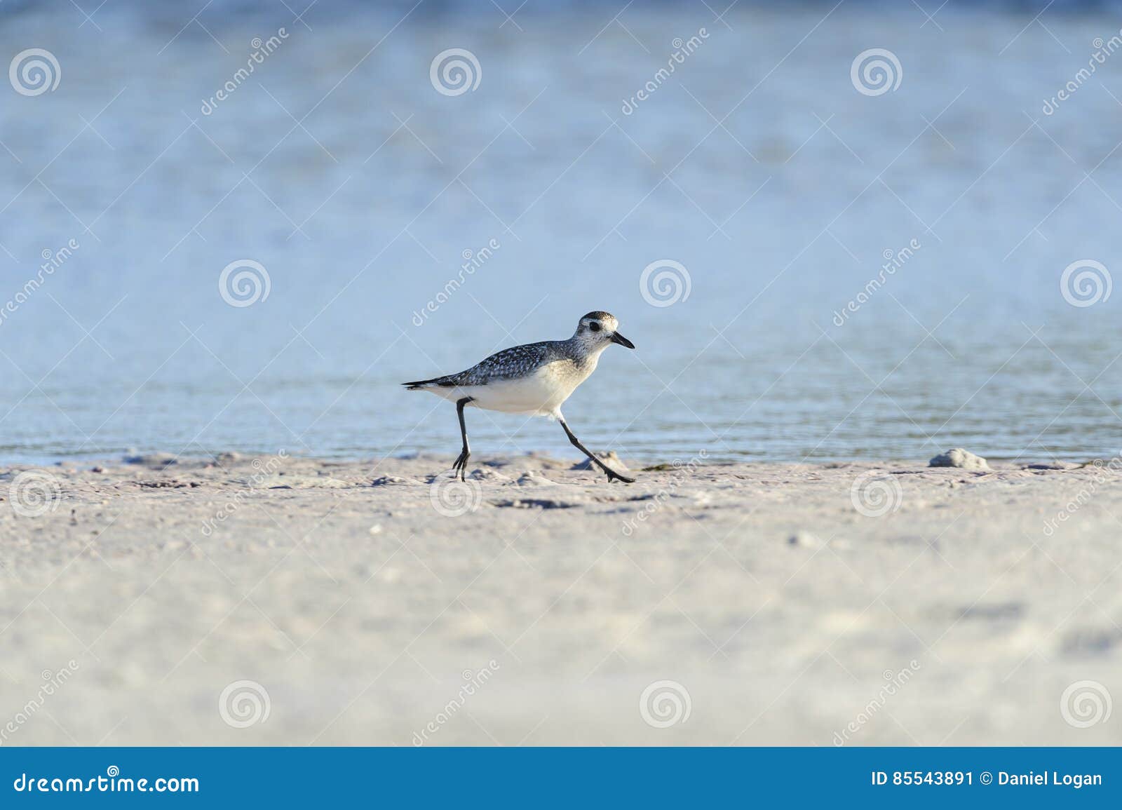 Black-bellied Plover on sand. Black-bellied Plover scooting along Fort De Soto beach