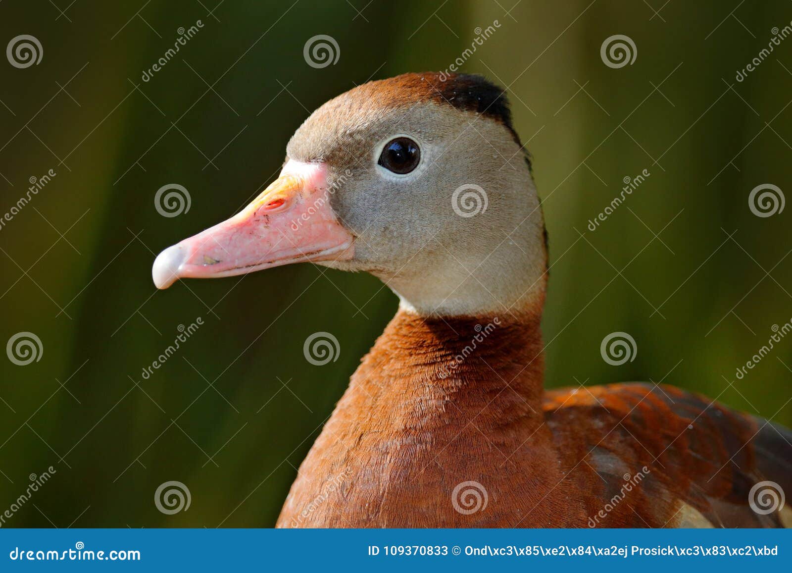 black-bellied whistling-duck, dendrocygna autumnalis, brown birds in the water march, animal in the nature habitat, costa rica. du