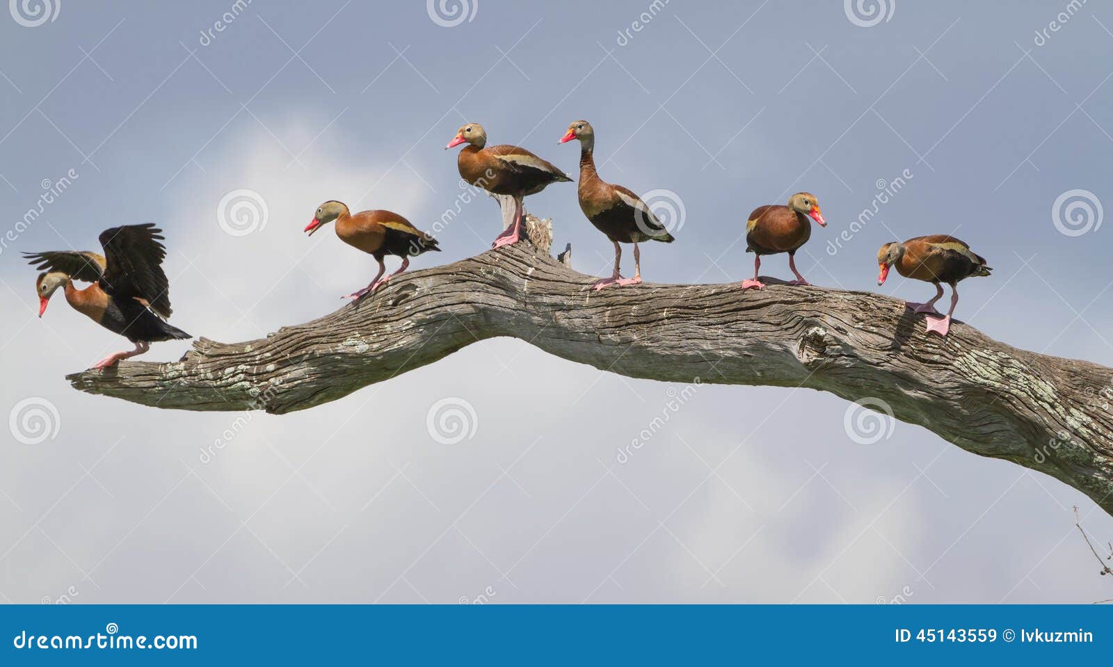 black-bellied whistling ducks (dendrocygna autumnalis) in a tree.
