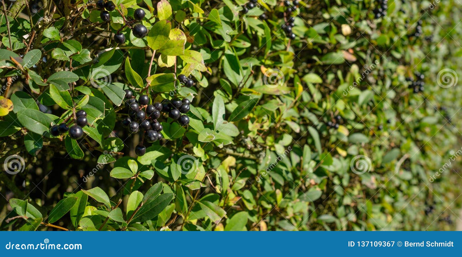Black Berries at a Privet Ligustrum Hedge Stock Image Image of