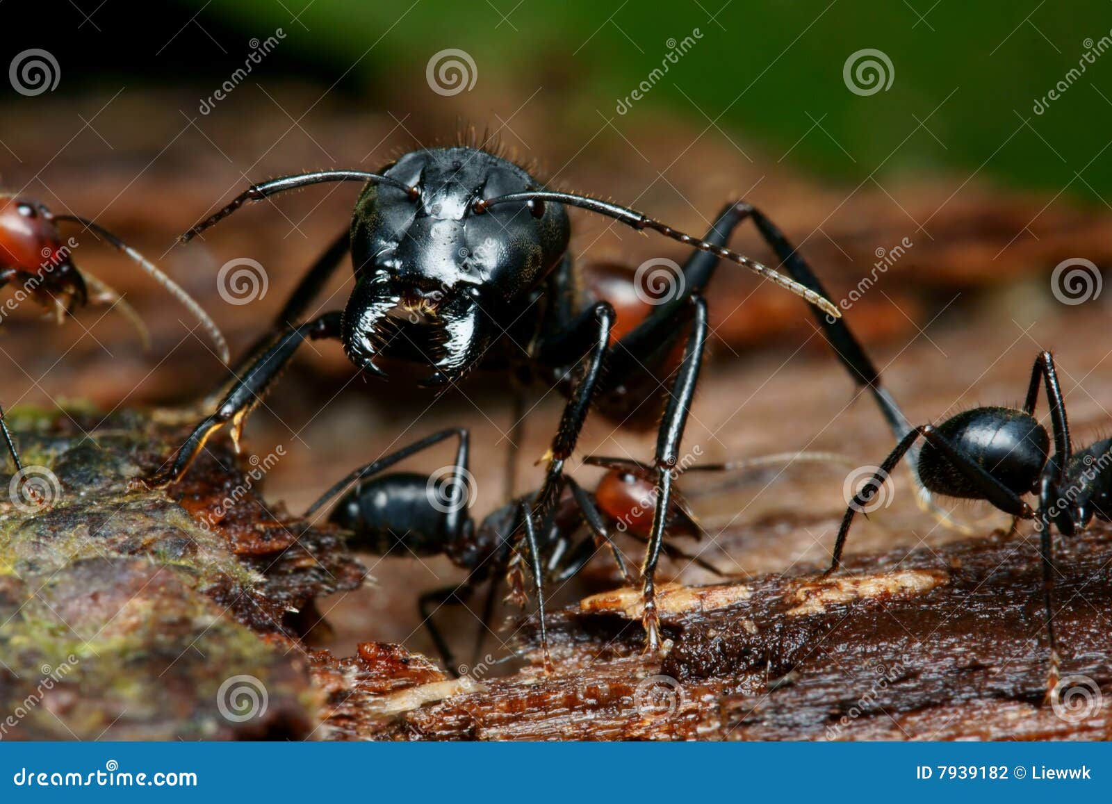 Black big head ant stock photo. Image of fauna, closeup 7939182