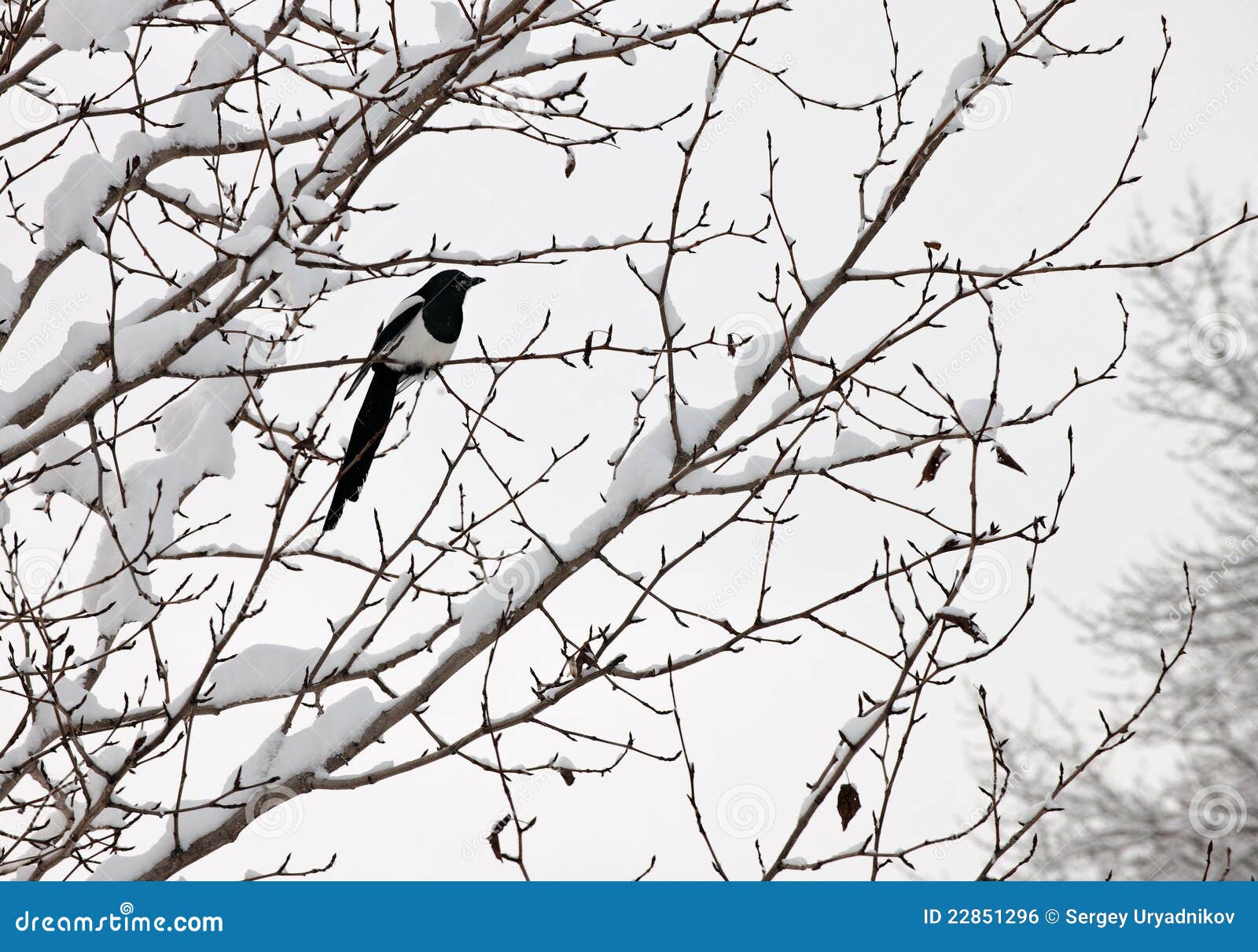 black-billed magpie perched on a tree