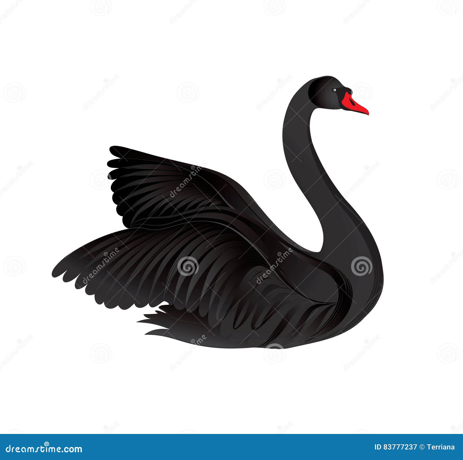 black bird  over white background. swans silhouette.
