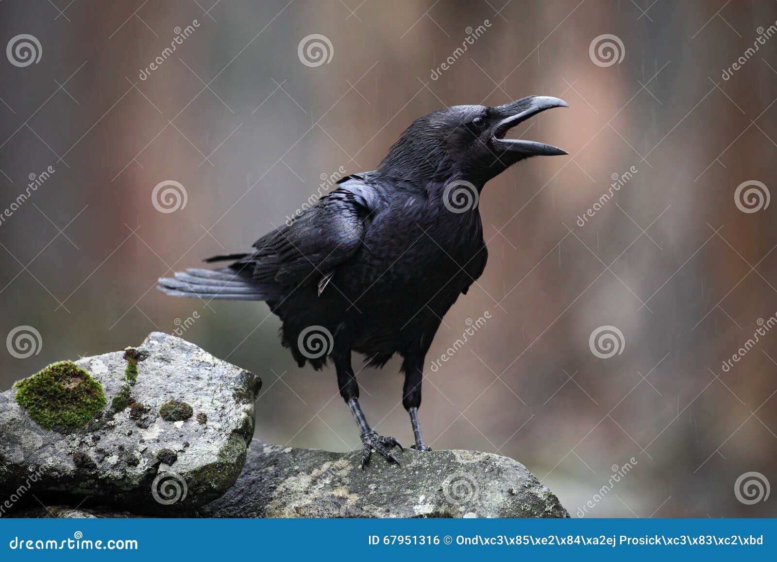 black bird raven with open beak sitting on the stone
