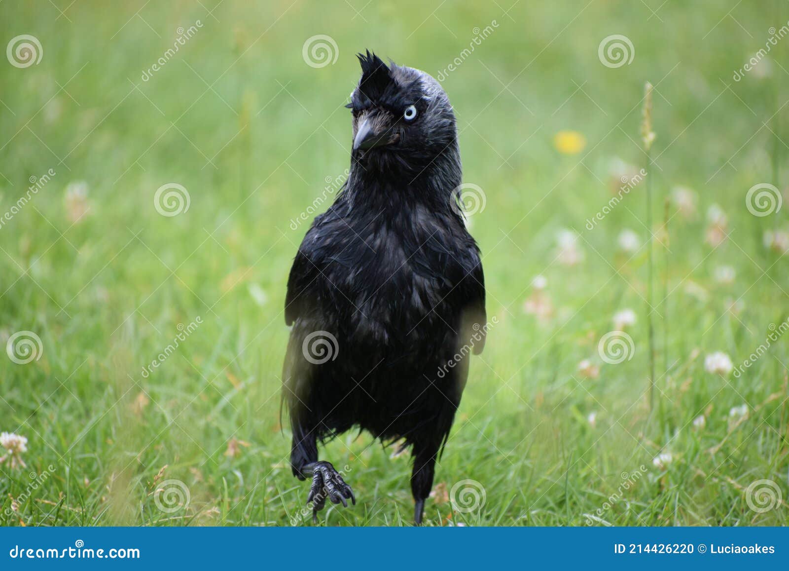 Black bird stock photo. Image of finch, wing, wildlife 214426220