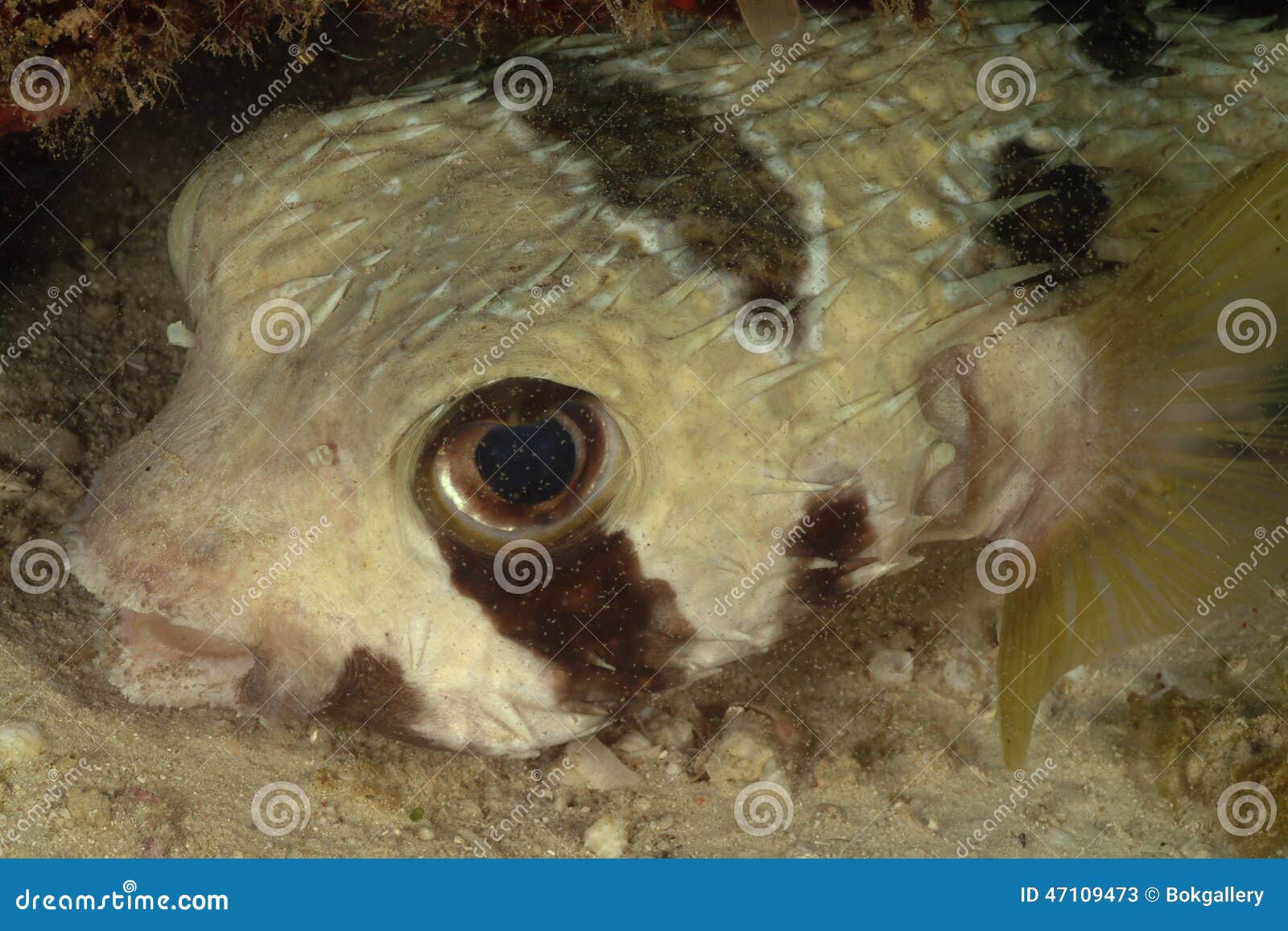 Black Blotched Porcupinefish, Perhentian Island, Terengganu Stock Image ...