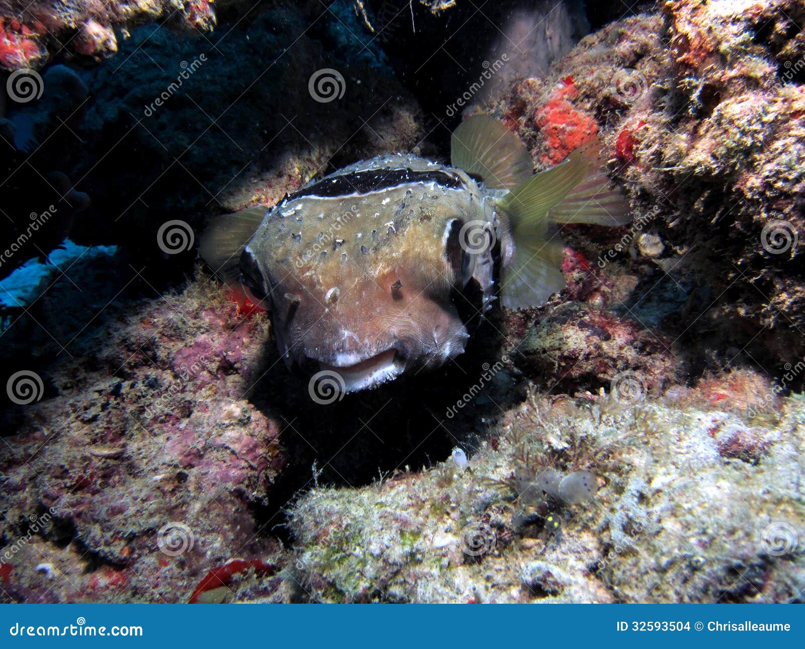 Black-Blotched Porcupinefish Stock Photo - Image of blackblotch ...