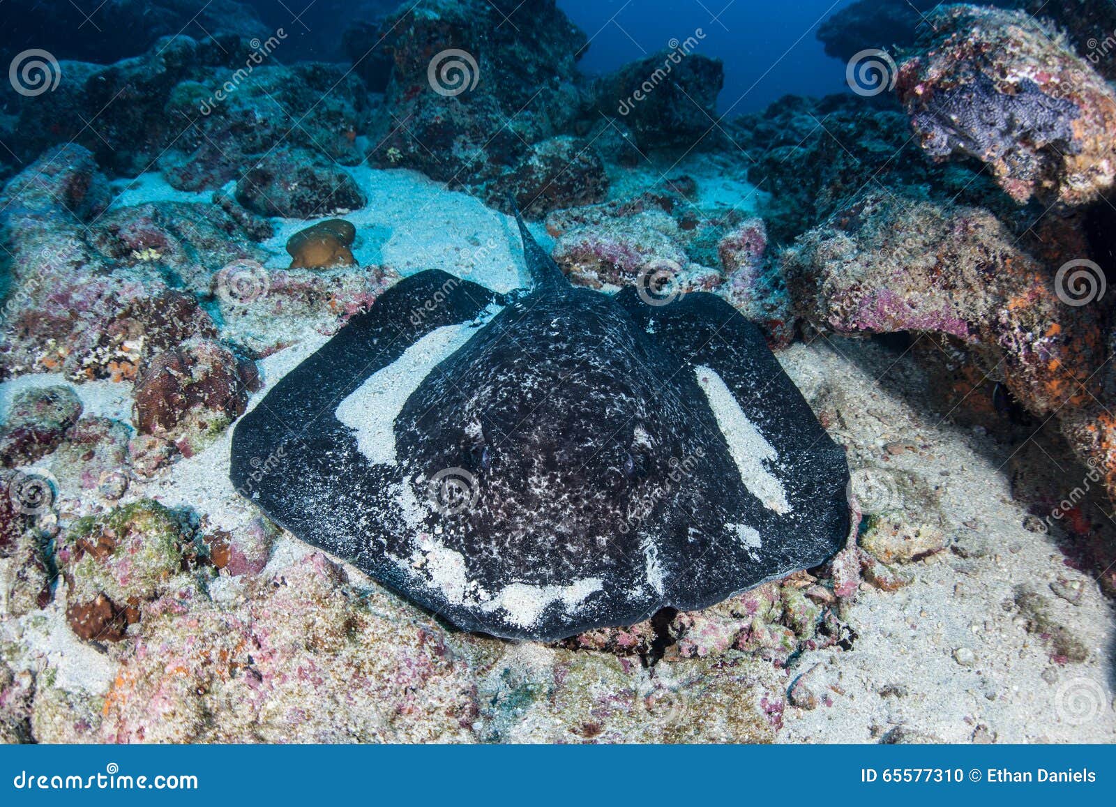 black-blotched stingray on seafloor