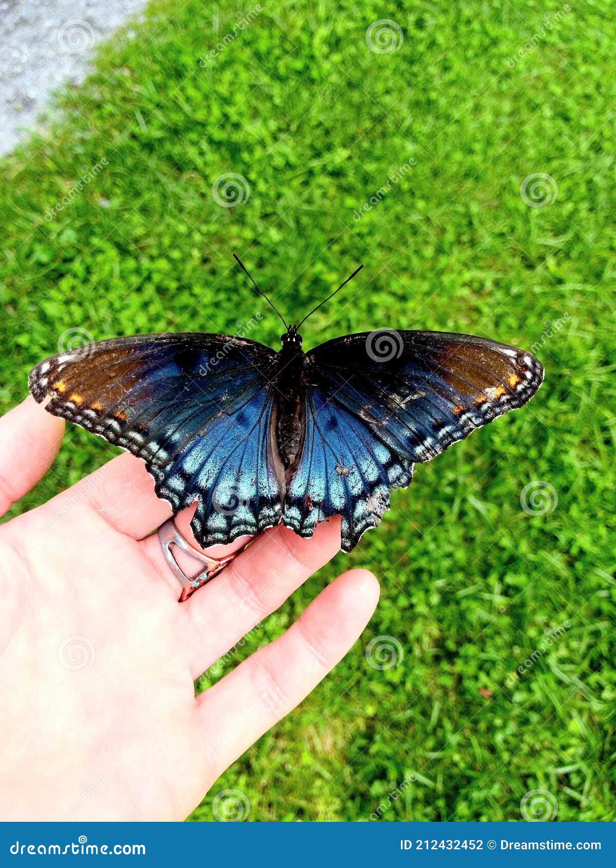 Black and blue butterfly stock photo. Image of butterfly 212432452