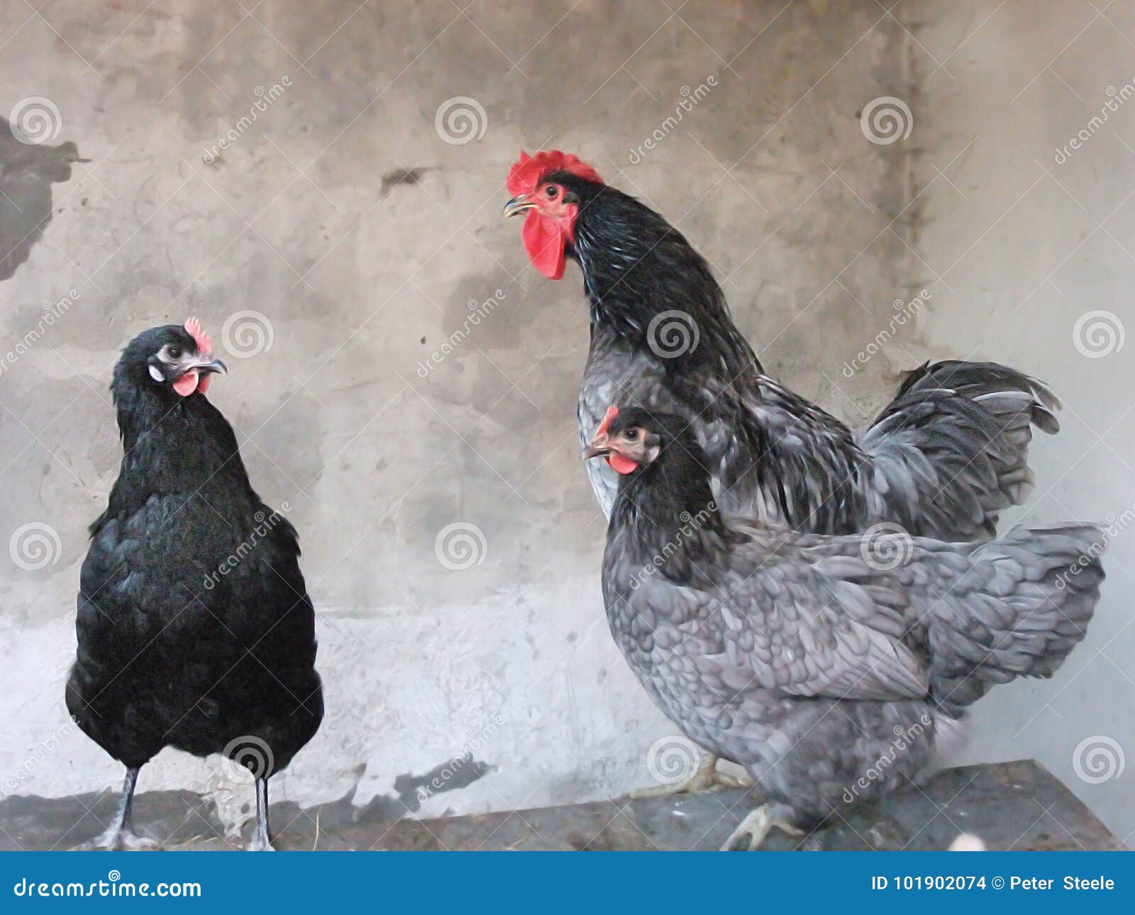 jersey blue chickens