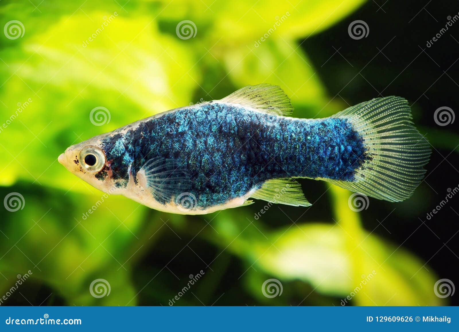 black blue platy fish