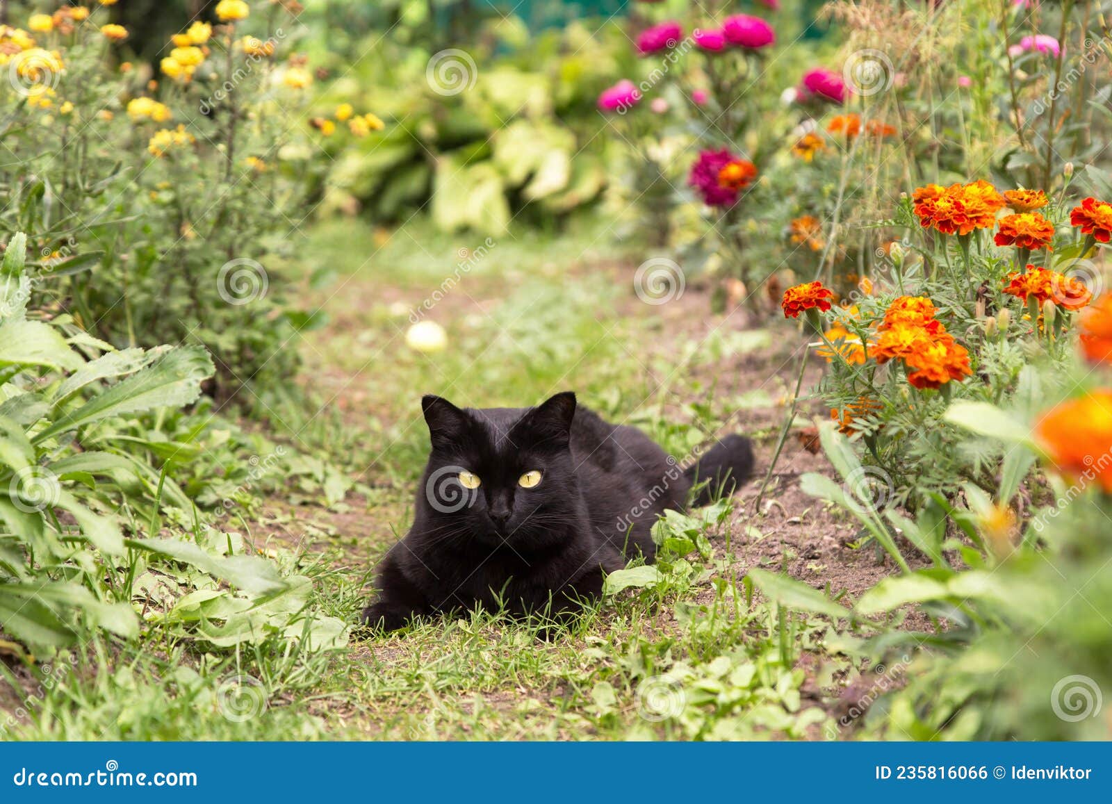 black bombay cat with yellow eyes lie outdoors in nature in garden with flowers