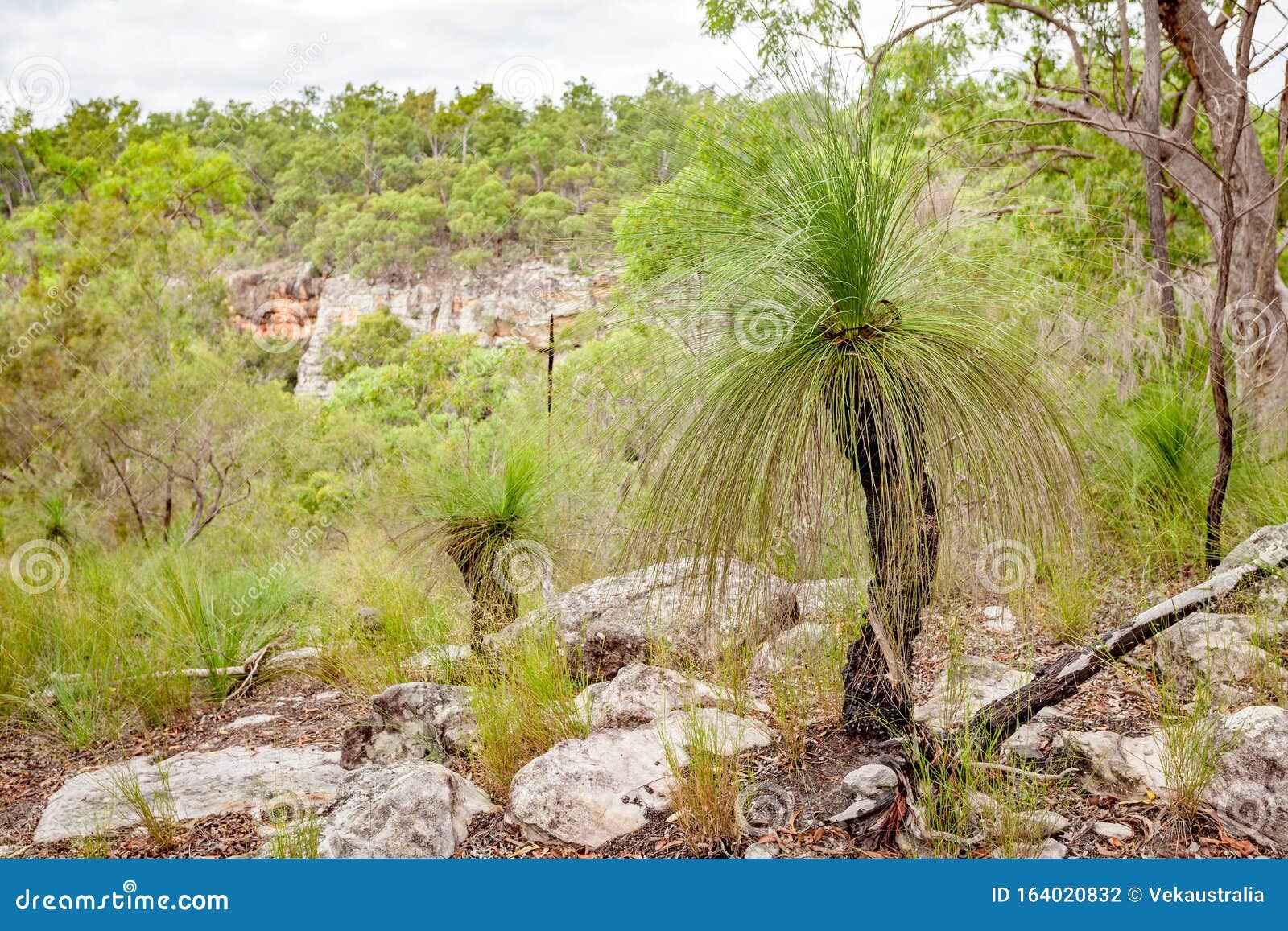 Xanthorrhoea `Black Boy` Tree Growing In The Australian Bush Royalty