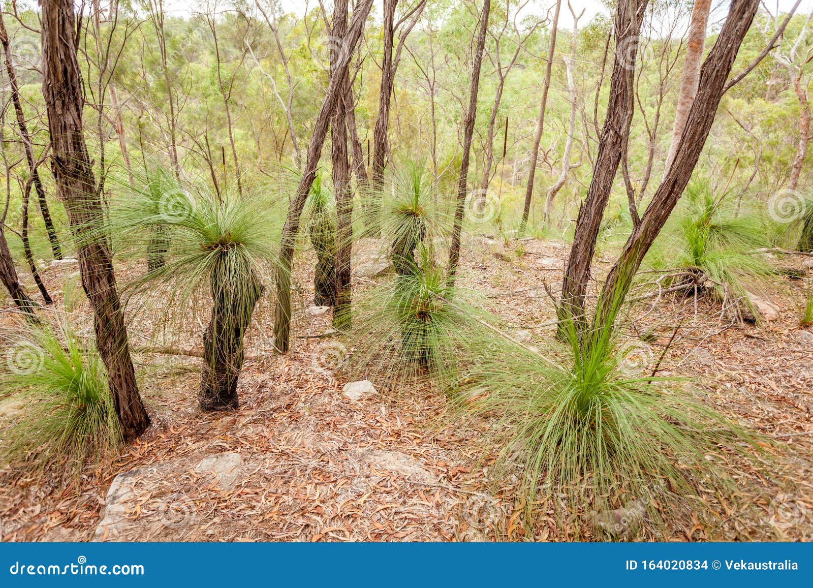 Xanthorrhoea `Black Boy` Tree Growing In The Australian Bush Royalty